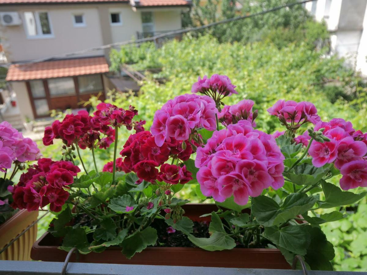 Apartments Blago Sutomore Zewnętrze zdjęcie